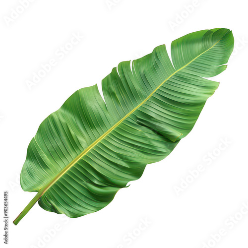 High-resolution botanical image of a vibrant green tropical leaf on white background © JH45