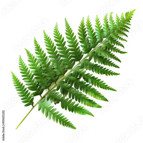 Wallpaper Mural Close-Up Photo Of A Fern Snowshoe Plant Leaf With Detailed Green Leaves Torontodigital.ca