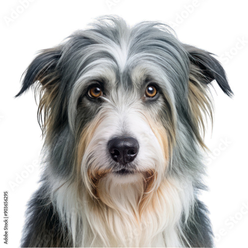 Bearded collie portrait isolated on transparent background