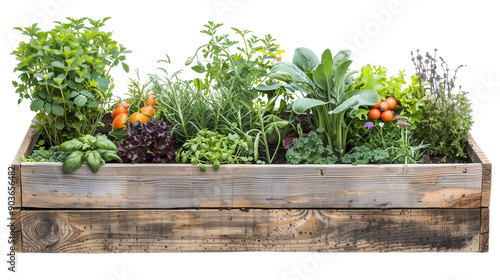 Fresh herbs, leafy greens flourish in rustic wooden planter,  superfoods, healthy food, eco gardening. Isolated on white background