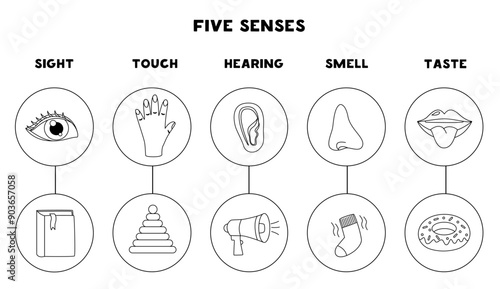 Five senses organs, vector illustration. Sight hearing taste touch smell. Black and white worksheet.