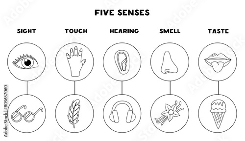 Five senses organs, vector illustration. Sight hearing taste touch smell. Black and white worksheet.