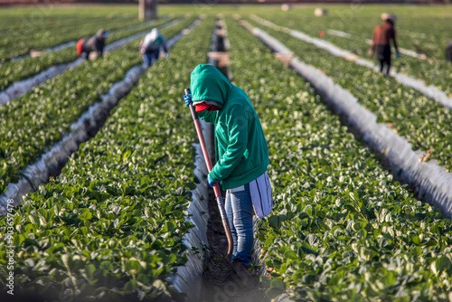 Woman farm worker in green sweatshirt in strawberry field with shovel and other farms workers and rows of strawberry plants in background