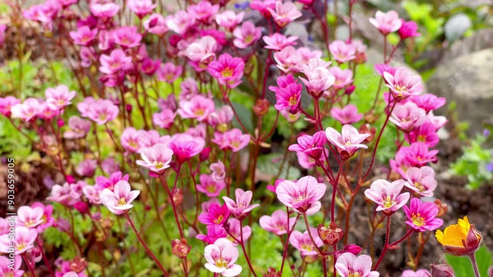 Little pink flowers moving under the soft spring wind. Fresh nature background. 4K colorful floral video. Little pink flowers moving under the soft spring wind. Fresh nature background. 4K colorful floral video.