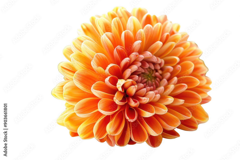 Close-Up of Bright Orange Daisy Bloom in Summer Daylight with Macro Photography Close-Up of Bright Orange Daisy Bloom in Summer Daylight with Macro Photography