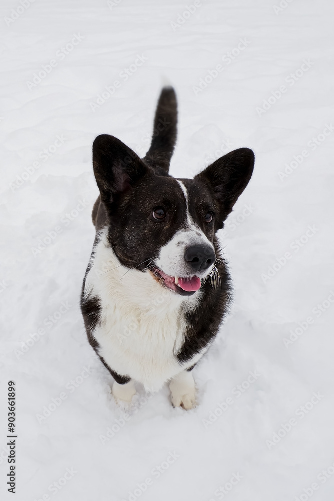 Dog. Welsh corgi Pembroke. A smiling purebred dog in the snow. Portrait Dog. Welsh corgi Pembroke. A smiling purebred dog in the snow. Portrait