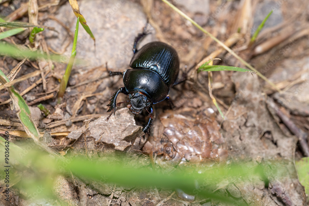 Black dung beetle on the forest floor Black dung beetle on the forest floor