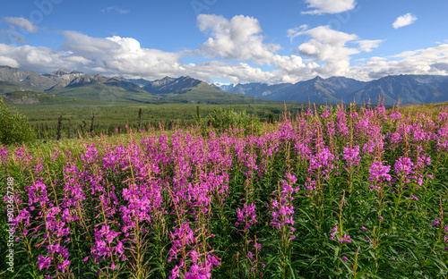 Slika na platnu Fireweed Season