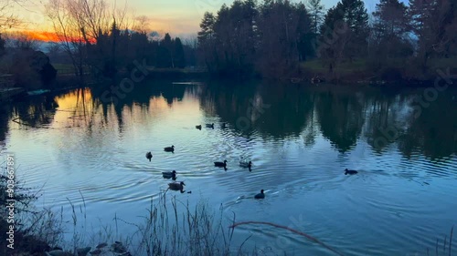 mallards with chicks at sunset in a staglio of the Pellerina park in Turin . High quality 4k footage photo