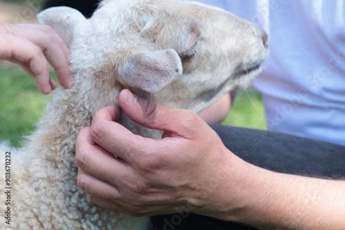 Man and child stroke sheep at contact zoo. Animals and therapy. Quality close up photo. 