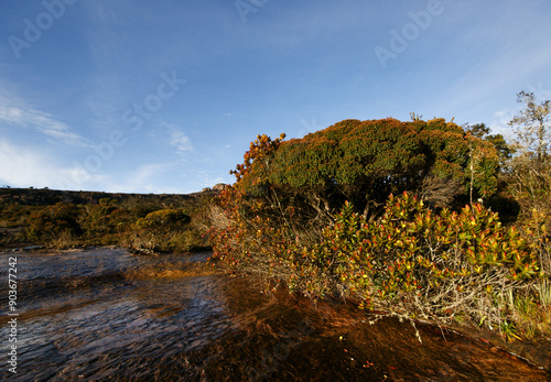 Bonnetia trees on the banks of a shallow freshwater river on Auyan Tepui, Venezuela photo