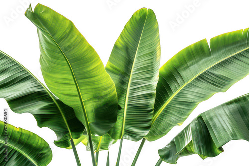 Close-Up Photograph of Banana Leaves with a Clear Tropical Background photo