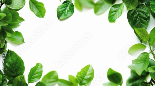 A fresh and vibrant frame of green leaves on a white background, creating a natural and clean design for various uses.