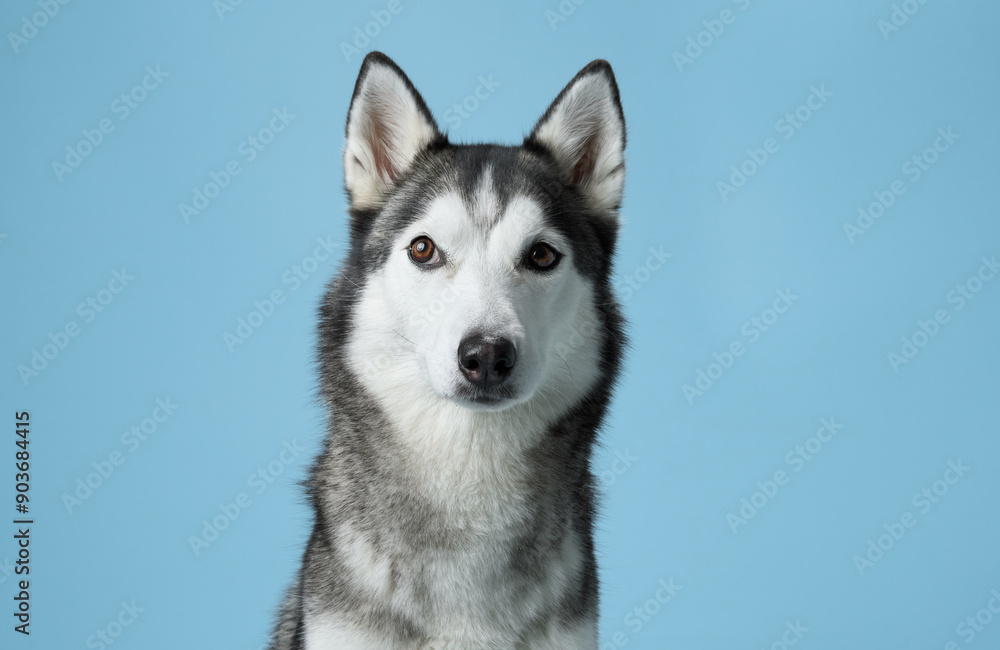 Attentive Siberian Husky portrayed in a serene studio, sky-blue background complements its grey and white fur. This dignified pose highlights the Husky's keen gaze and symmetrical facial markings Attentive Siberian Husky portrayed in a serene studio, sky-blue background complements its grey and white fur. This dignified pose highlights the Husky's keen gaze and symmetrical facial markings