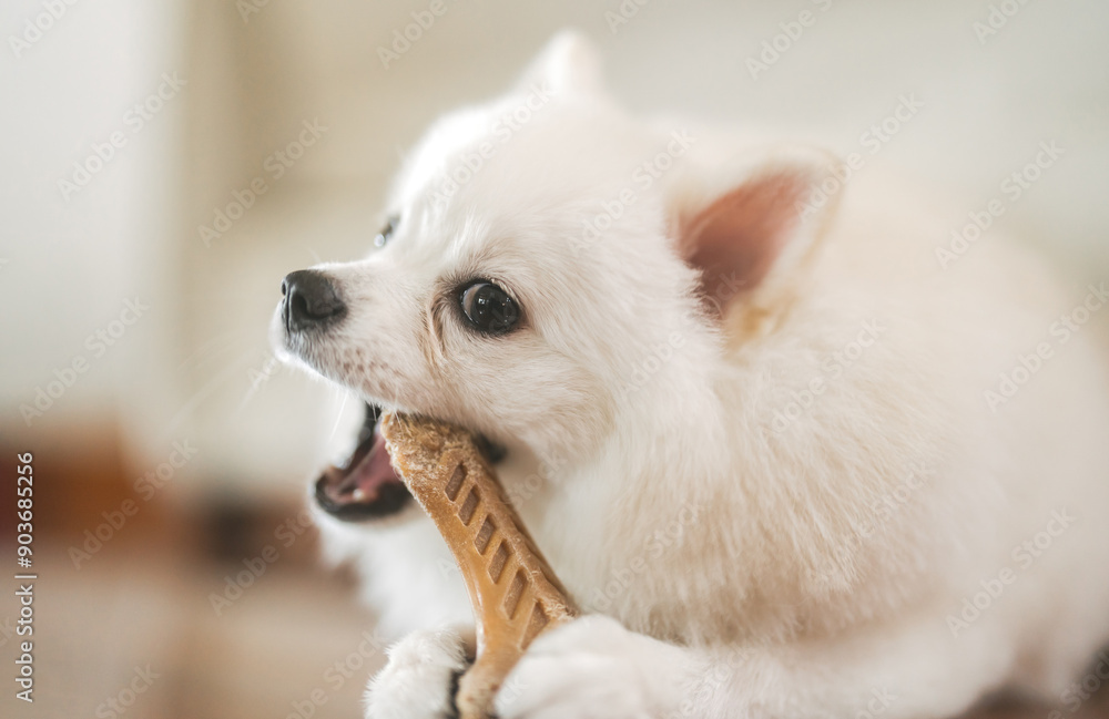 Fototapeta premium White dog pomeranian playing wooden stick for teeth lifestyles with pet parent