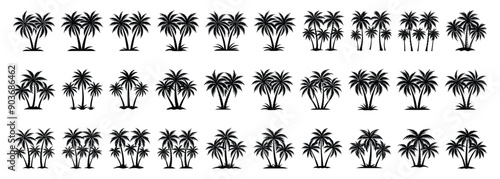 Set tropical palm trees with leaves, mature and young plants, black silhouettes isolated on white background. Vector