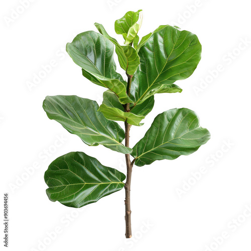 Closeup of Lush Green Fiddle Leaf Fig Plant with Detailed Veined Leaves