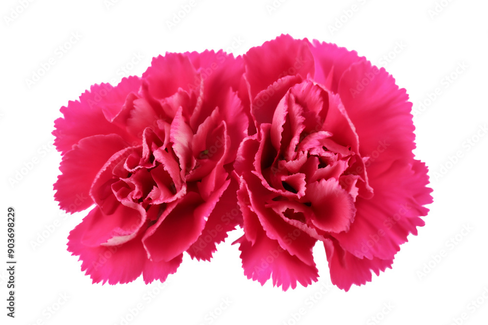pink dahlia flower isolated on white background pink dahlia flower isolated on white background