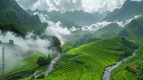 cloudy mountains and tea gardens