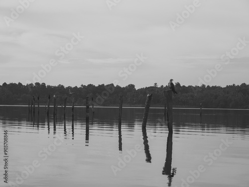 seagulls on poles in water
