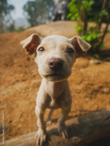 portrait of a puppy in the sun