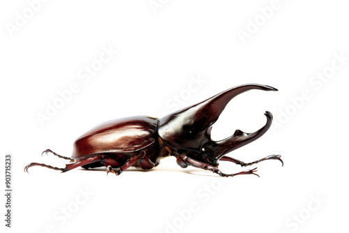 Rhinoceros beetle (Dynastinae) animal closeup (kumbang badak) photo