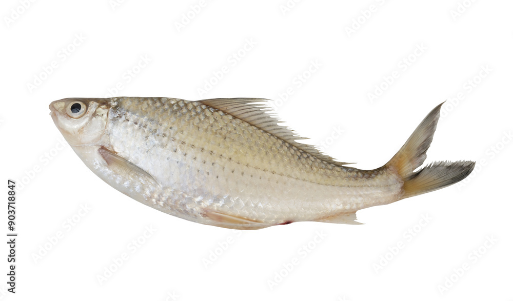 Raw Asian freshwater fish isolated on white background Raw Asian freshwater fish isolated on white background