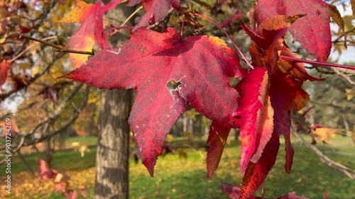 red autumn leaves on tree in city park. High quality 4k footage photo