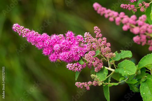 Weidenblättrige Spiere ( Spiraea salicifolia ) photo