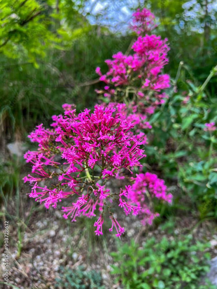 Obraz premium Vibrant Pink Wildflowers Thriving Beautifully in Their Natural Habitat Among Other Flora