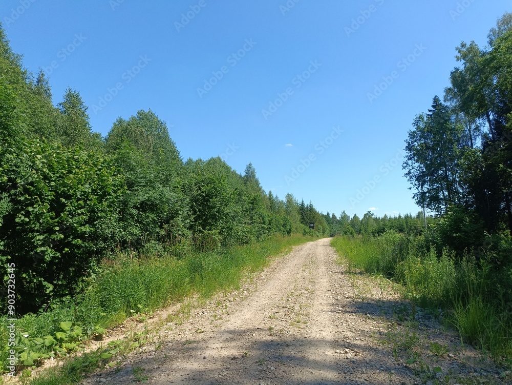 Road in forest in Siauliai county during sunny summer day. Oak and birch tree woodland. Sunny day with white clouds in blue sky. Bushes are growing in woods. Sandy road. Nature. Summer season. Miskas. Road in forest in Siauliai county during sunny summer day. Oak and birch tree woodland. Sunny day with white clouds in blue sky. Bushes are growing in woods. Sandy road. Nature. Summer season. Miskas.
