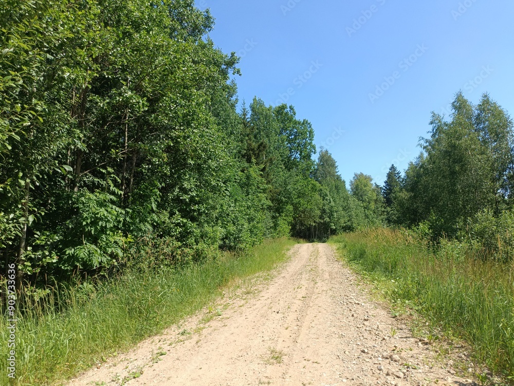 Road in forest in Siauliai county during sunny summer day. Oak and birch tree woodland. Sunny day with white clouds in blue sky. Bushes are growing in woods. Sandy road. Nature. Summer season. Miskas. Road in forest in Siauliai county during sunny summer day. Oak and birch tree woodland. Sunny day with white clouds in blue sky. Bushes are growing in woods. Sandy road. Nature. Summer season. Miskas.