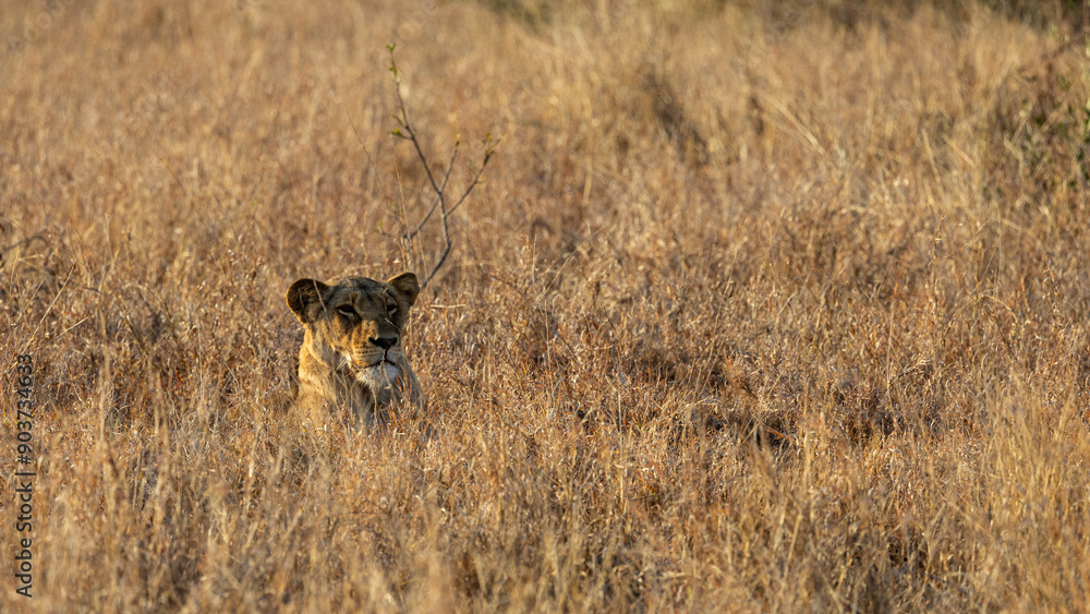 a lioness resting in tall grass a lioness resting in tall grass