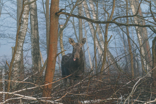 Bull Moose, tongue sticking out. photo