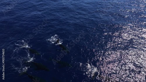 Wallpaper Mural Drone Shot of Whales Swimming on Water Surface of Blue Ocean Torontodigital.ca