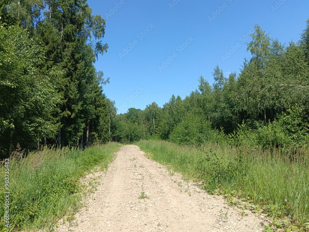 Road in forest in Siauliai county during sunny summer day. Oak and birch tree woodland. Sunny day with white clouds in blue sky. Bushes are growing in woods. Sandy road. Nature. Summer season. Miskas. Road in forest in Siauliai county during sunny summer day. Oak and birch tree woodland. Sunny day with white clouds in blue sky. Bushes are growing in woods. Sandy road. Nature. Summer season. Miskas.