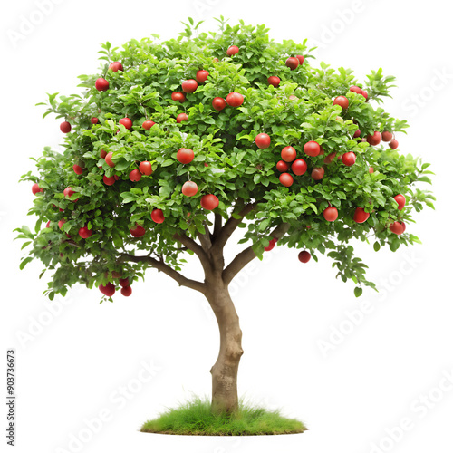 Apple Tree with Lush Green Leaves and Ripe Red Apples on White Background