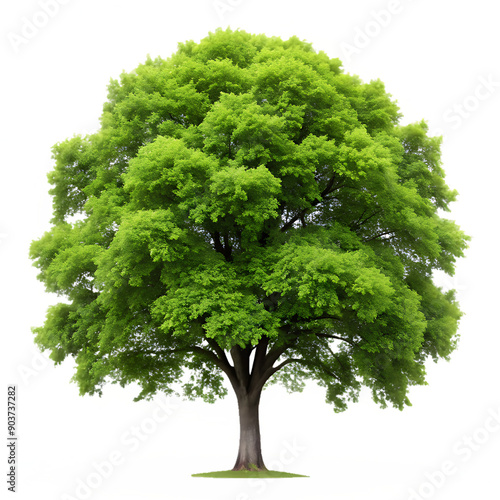 Graceful Elm Tree with Spreading Canopy on Transparent Background - PNG Clipart