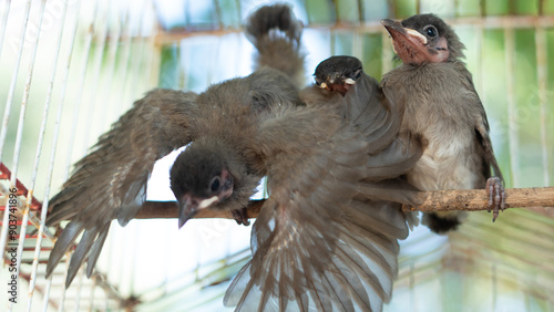 Baby Nightingales photo