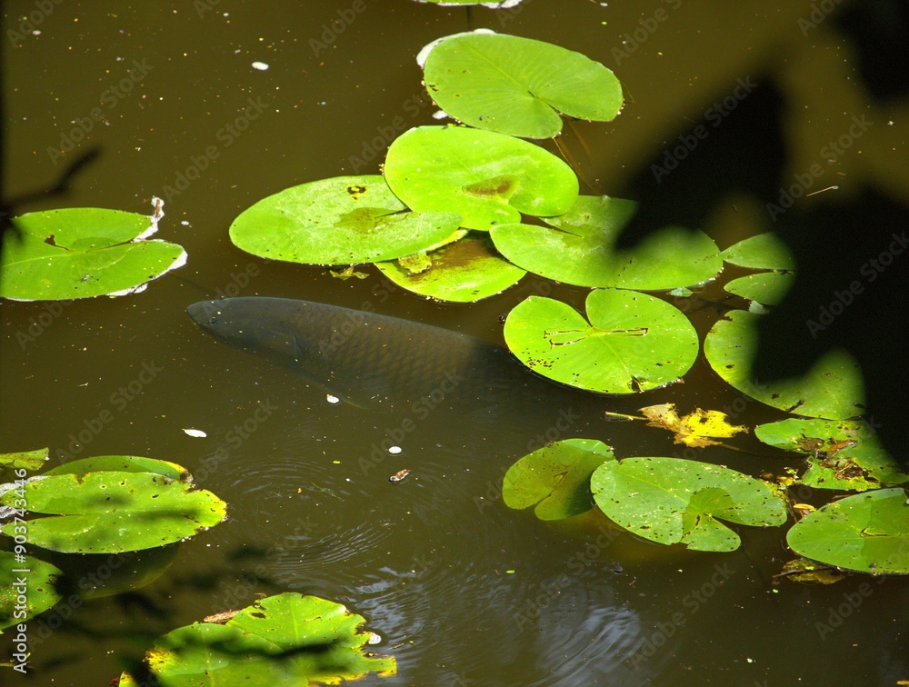 wasser, teich, lilie, natur, see, seerose, Fisch ,Karpfen wasser, teich, lilie, natur, see, seerose, Fisch ,Karpfen