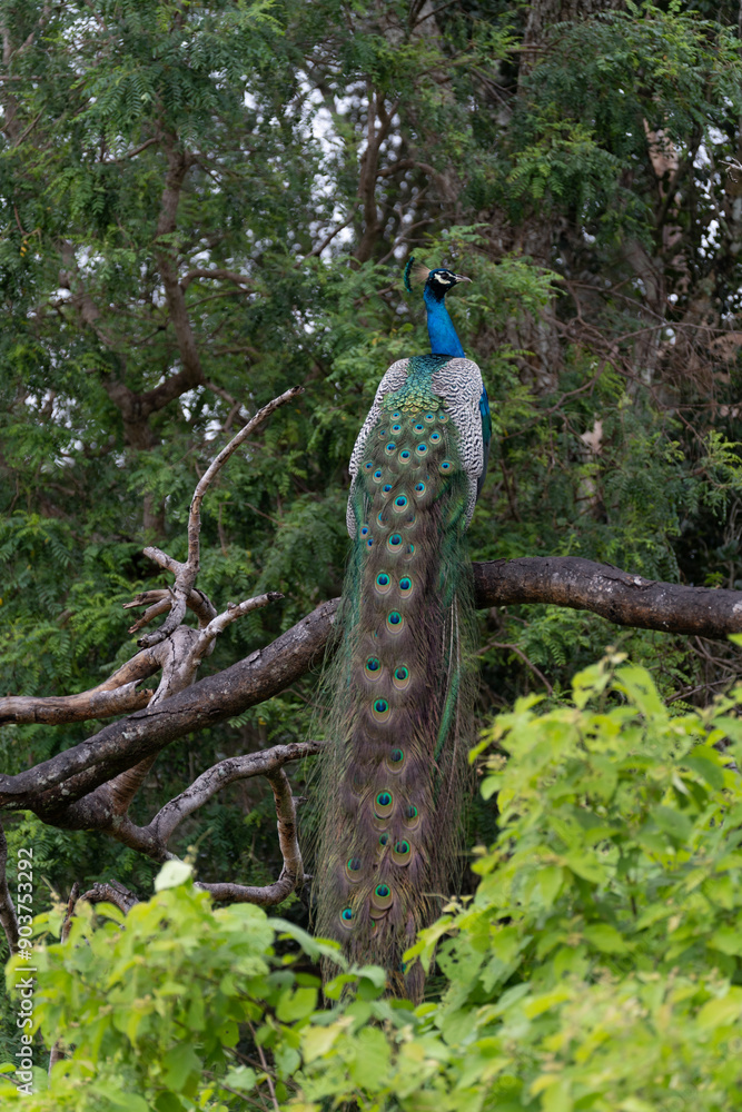 Fototapeta premium Peacock blue, peacock ordinary Pavo cristatus . Beautiful peacock walking freely.