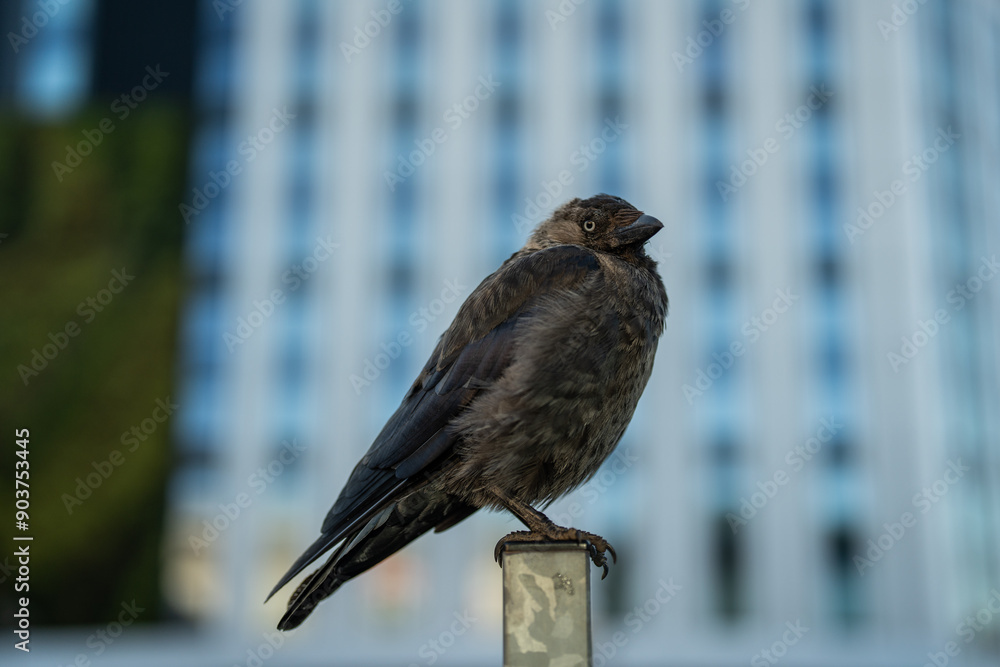 common raven - a black bird that spreads bacteria