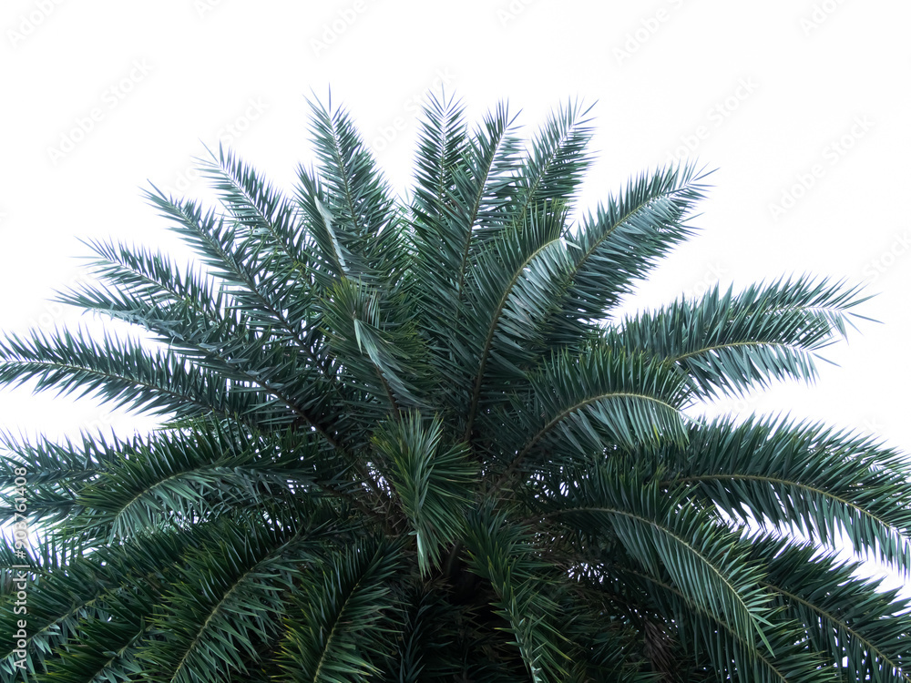 Palm leaf on white background green leaves tree summer tropical nature in park forest, branch coconut growht natural backdrop Palm leaf on white background green leaves tree summer tropical nature in park forest, branch coconut growht natural backdrop
