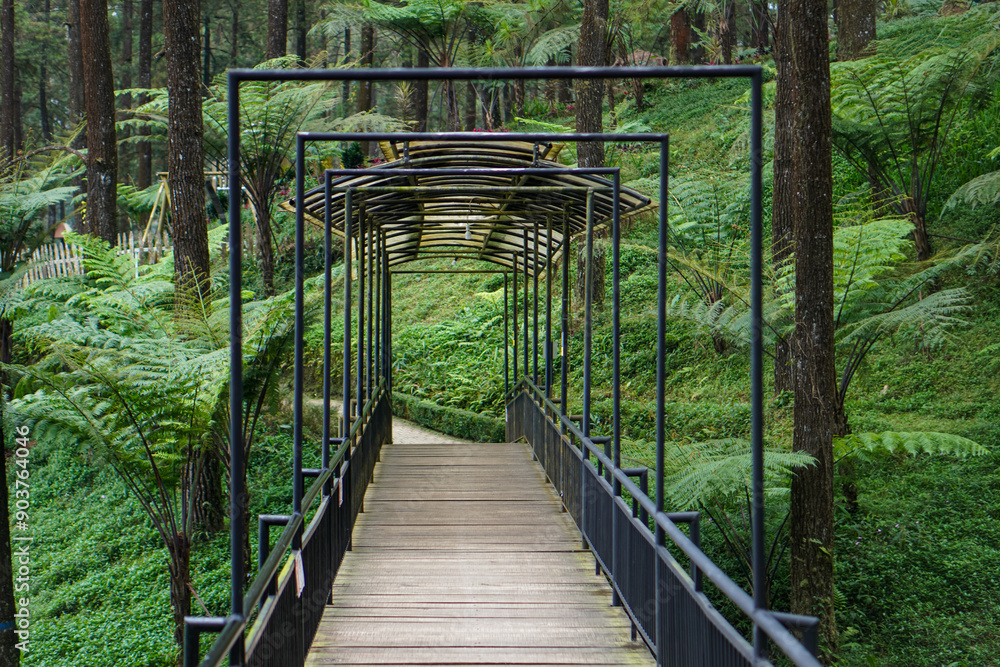 Fototapeta premium The beauty of Limpakuwus pine forest in Purwokerto City, Central Java, Indonesia. It was taken on August 2, 2023 by a professional. It's a wood with a nice view
