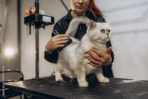 Obraz na plátně Cute fluffy white Persian cat lying comfortably on pet grooming table while getting a new haircut with scissor and comb by Asian professional pet groomer in pet grooming apron at a pet grooming salon