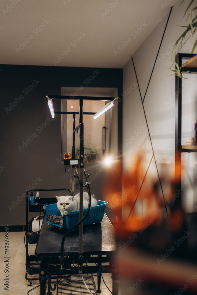 a beauty salon for cats. White cat waiting for a haircut