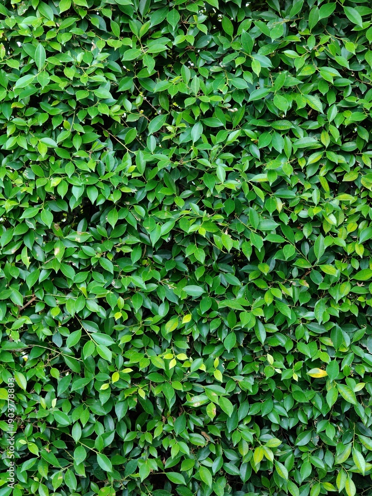 Green leaves with texture,foliage nature green background Green leaves with texture,foliage nature green background