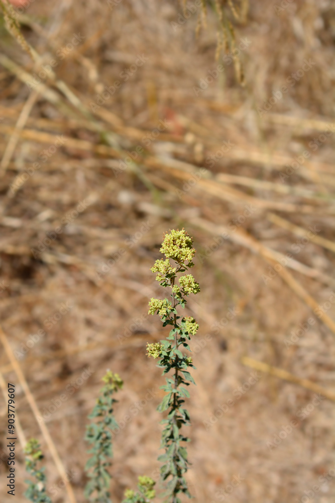 Naklejka premium Winter marjoram