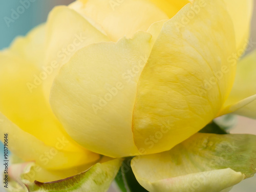 Wallpaper Mural Close up Fragrant baby yellow roses for background in rose garden. red roses bloom part eleven Torontodigital.ca