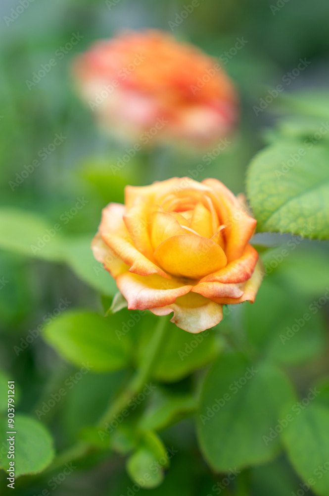 Fragrant baby pink roses in rose garden. red roses bloom part eleven Fragrant baby pink roses in rose garden. red roses bloom part eleven